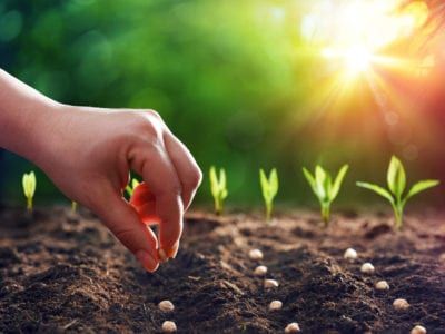 Planting the Future: Exploring the World of Organic Seeds and Seedlings